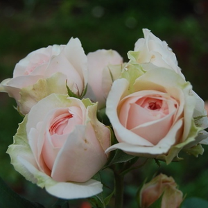 Pоза Ауслайт - розов - Английски рози